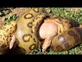 GIANT GREEN ANACONDA ─ The Amazon&#39;s Most Feared Predator