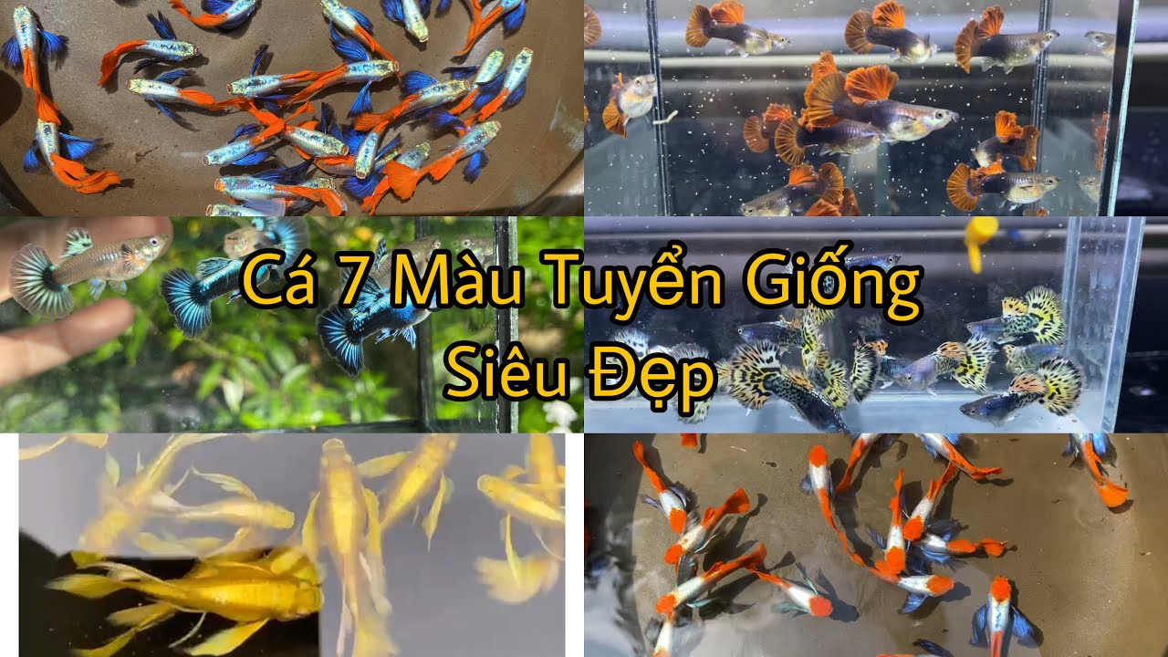 Xã Cá 7 Màu Với Combo Siêu Rẻ Cuối Tháng 9