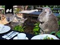 The Deadlies Down Under | Top 5 Australian Wildlife Misadventures | Poker Central