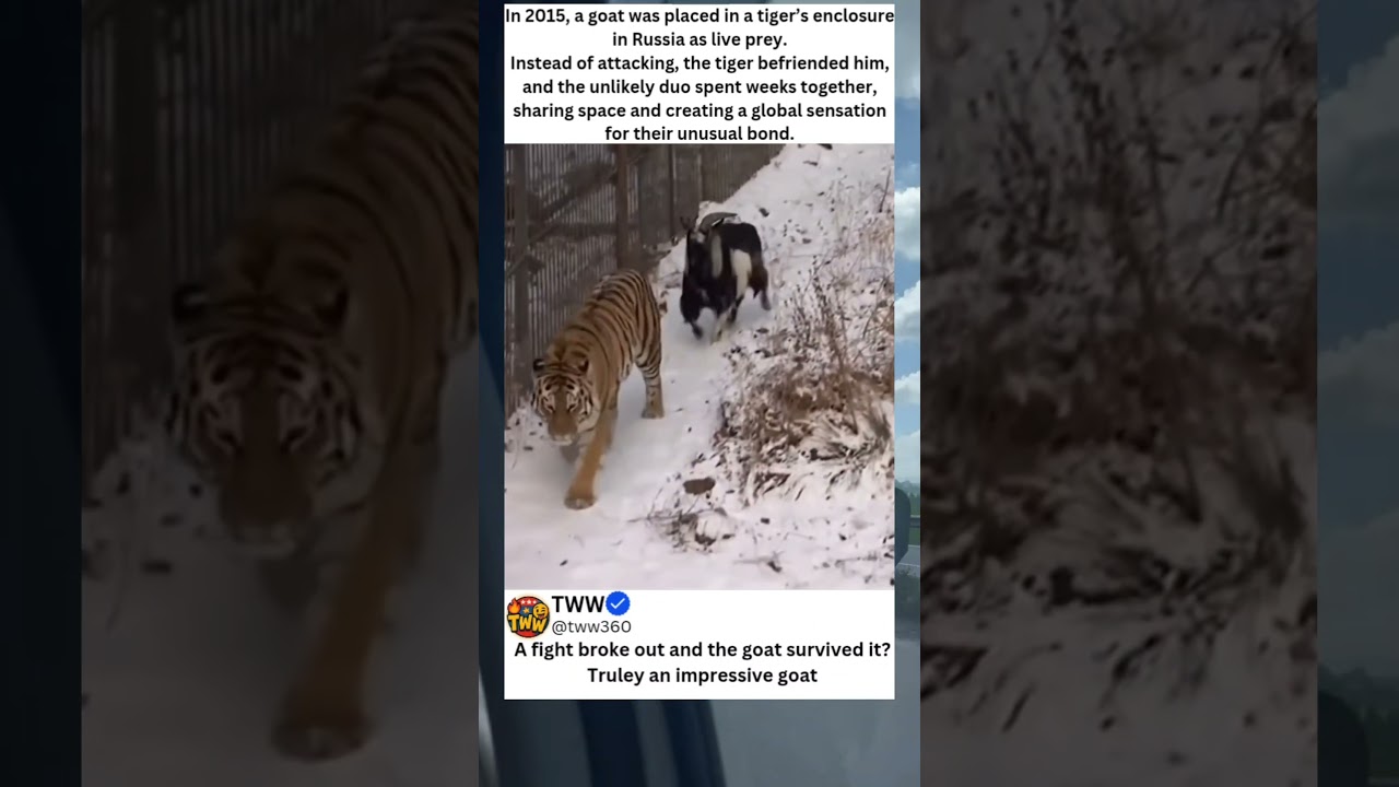 Goat Thrown to Tiger… Becomes His Best Friend 🐐🐅 