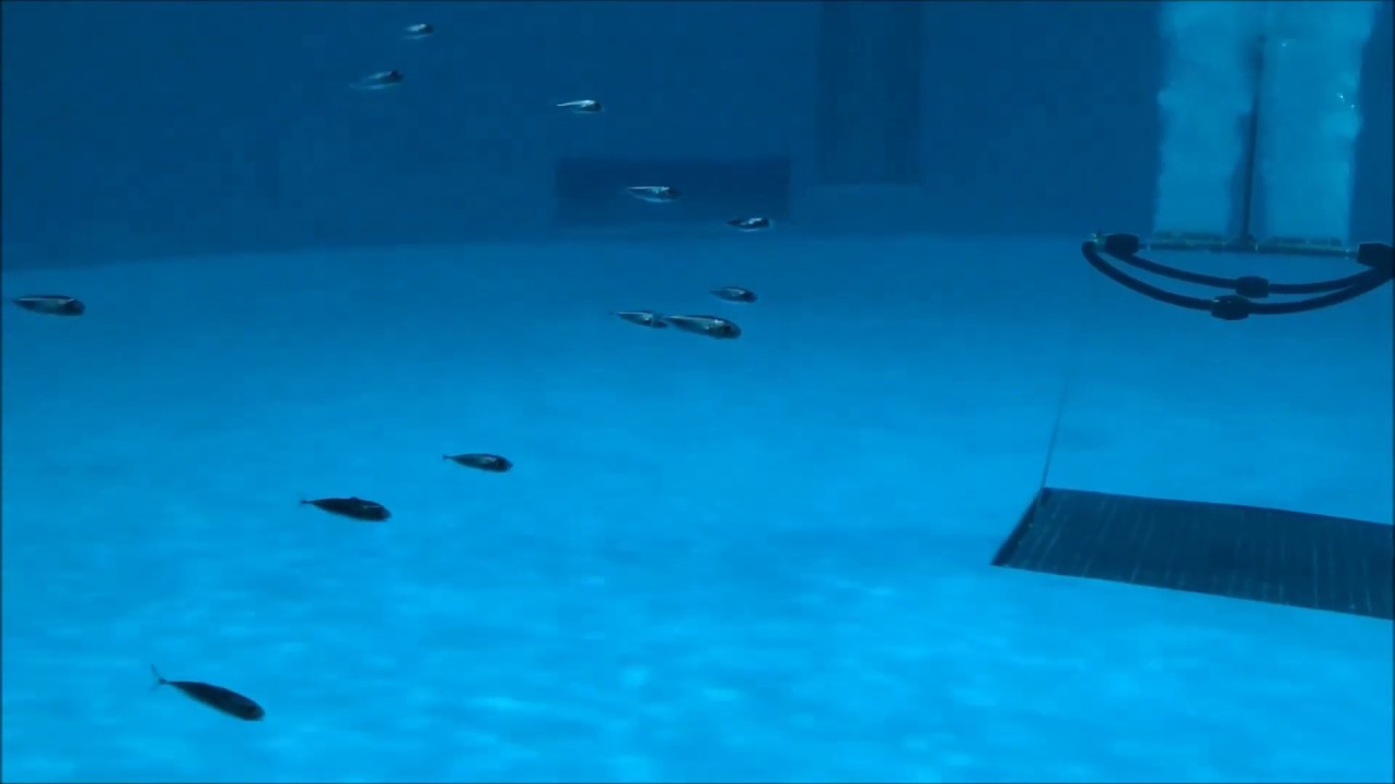 クロマグロの稚魚 8月12日 浅虫水族館公式 Youtube