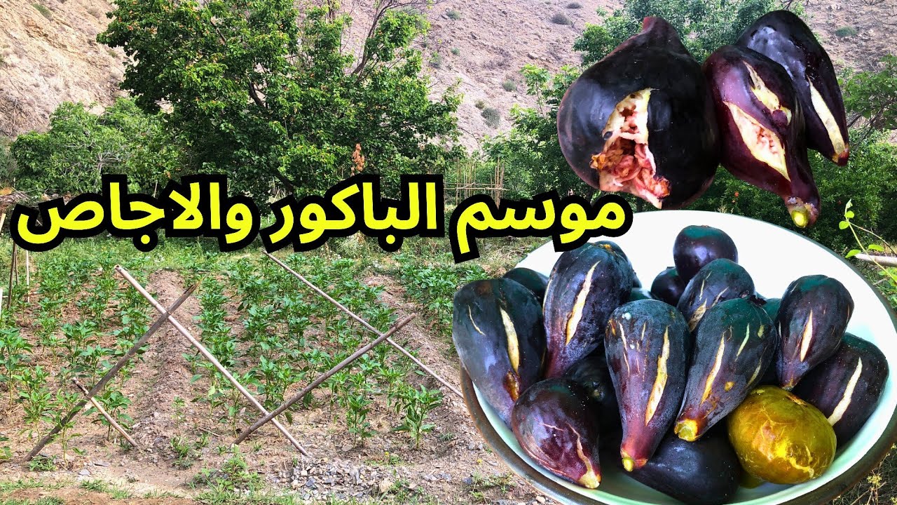 بدأ موسم الباكور والاجاص في مزرعة تغزويت ارغمان أيت وياغر نواحي الحسيمة