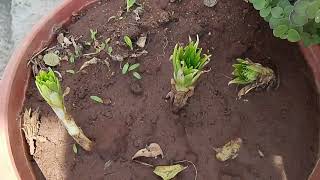 My little garden....