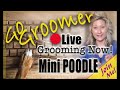 🔴LIVE Grooming-Miniature Poodle