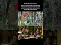 The Man Who Built a Forest 🌳#shorts #trending #viral #shortvideo
