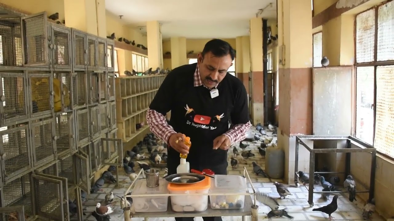 कबूतरों और पक्षियों में POX का घरेलू उपचार || Treatment || Dr Nagender Yadav