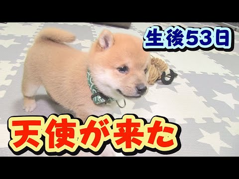 【豆柴】初対面、元気MAX！大暴走！【子犬】【多頭飼い】