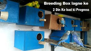 Budgies Parrot KI colony Me Box lagne ke Bad ki Progress || Parakeet Breeding Season Info