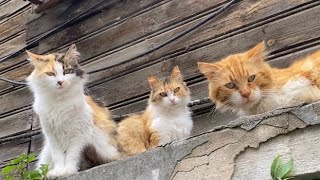 Incredibly beautiful Cats living on the street. These Cats can be house cats.