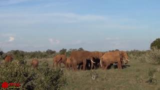 Amazing Herd Of Elephant Help Mother Elephant Giving Birth In The Wild