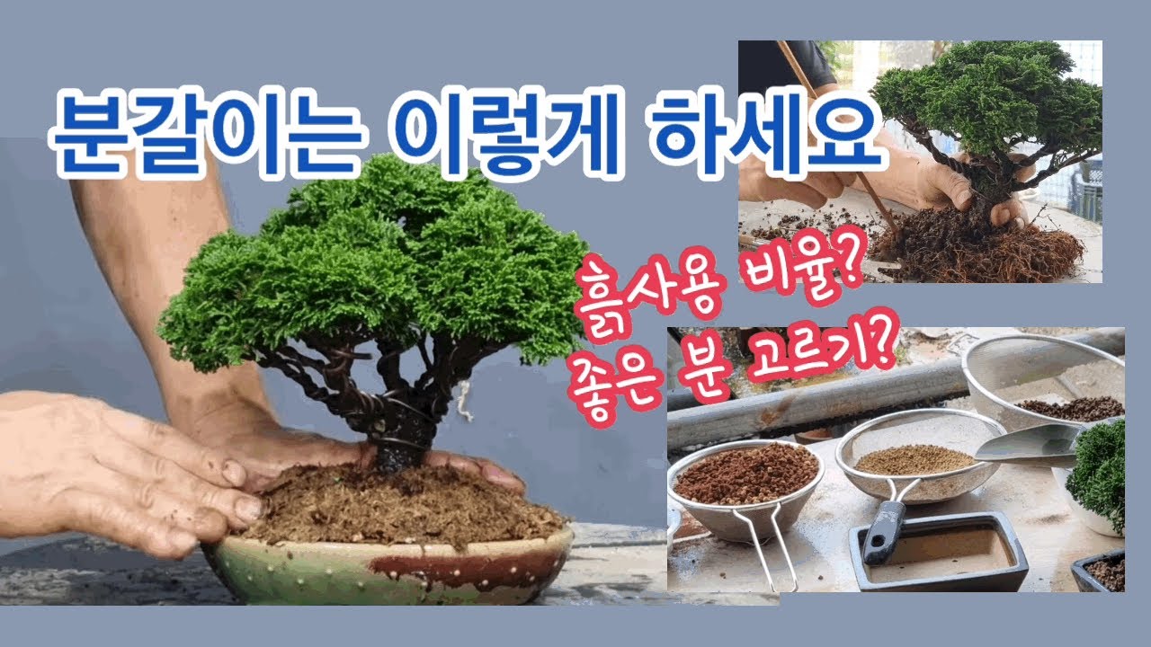 분재 분갈이는 이렇게 하셔요/  분갈이시 흙은 어떻게 사용하는가?