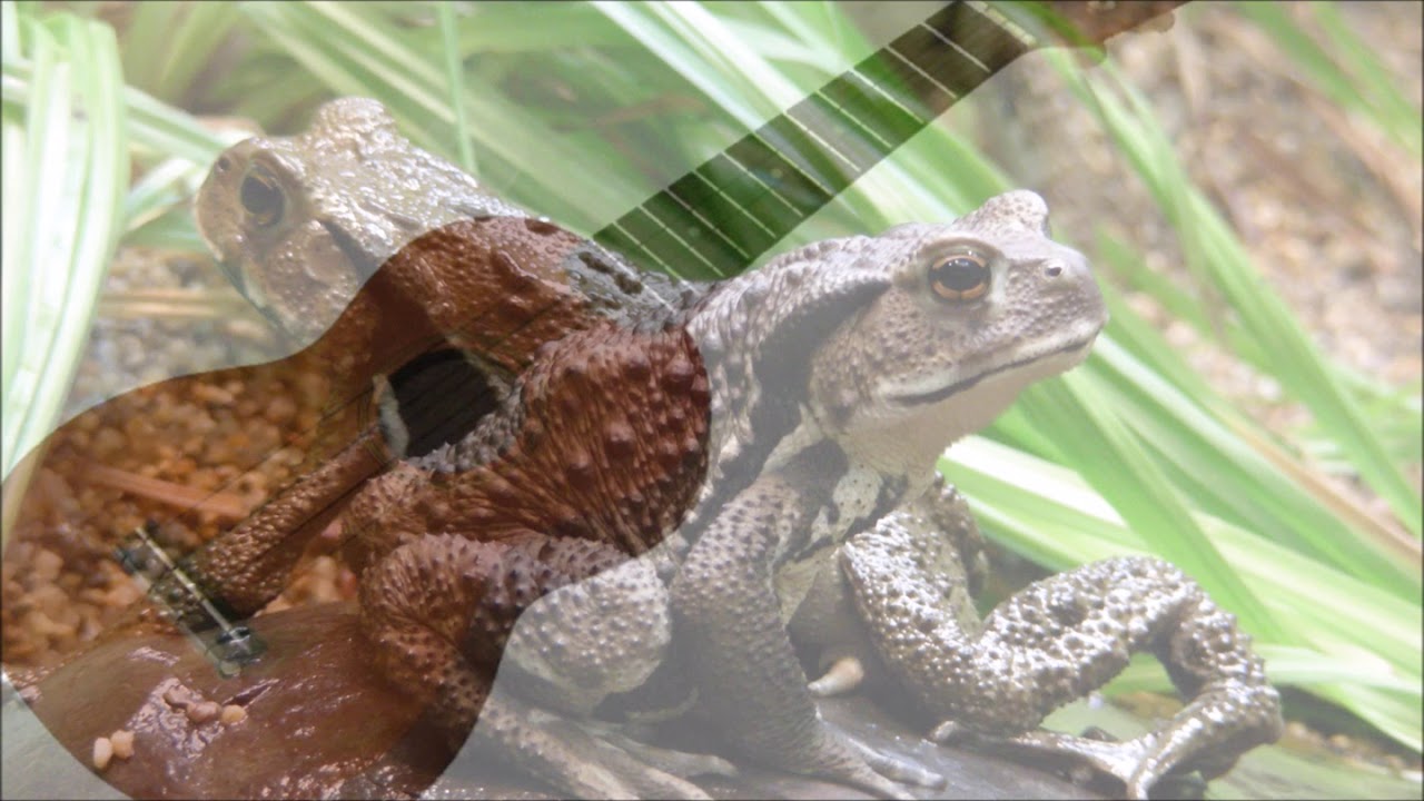 I Fought The Law Ukulele Instrumental YouTube i-fought-the-law-ukulele-instrumental-youtube