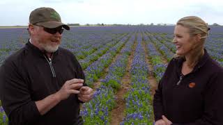 Wildflowers and Native Habitats on the Best of Oklahoma Gardening (#4532) What Is Oklahoma State Flower