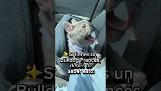 El BULLDOG FRANCÉS, el favorito de los famosos #perros #bulldogfrances #Bulldog
