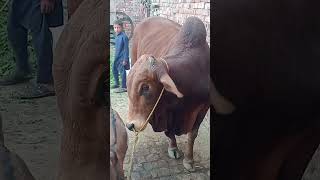 for sale price 20 lakh