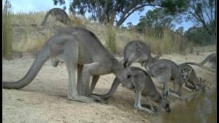 Wildlife Visiting Dam Landtech Consulting