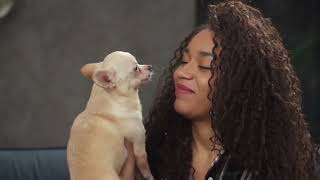 Music City Mobile Dog Grooming Services Haircuts Bath Paws Teeth Nails Clipped Blow Dry Nashville TN
