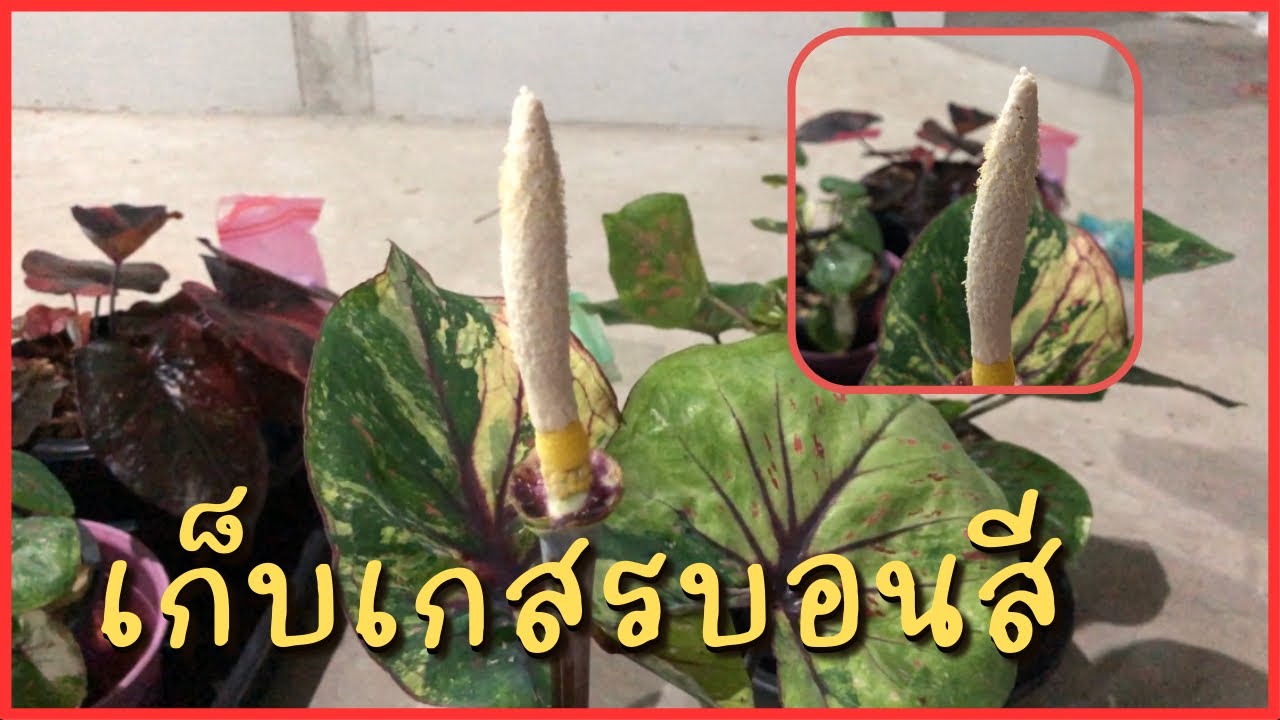 มาดูวิธีการเก็บเกสรบอนสี เก็บง่ายมาก!!