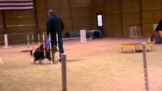 Nova Agility March 28 Ginger 1