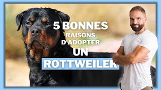 5 bonnes raisons d'adopter un Rottweiler !