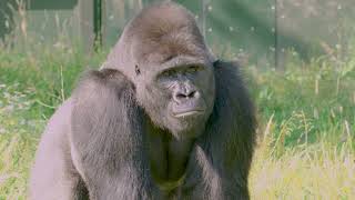 Silverback Nkoumou explores the island for the first time