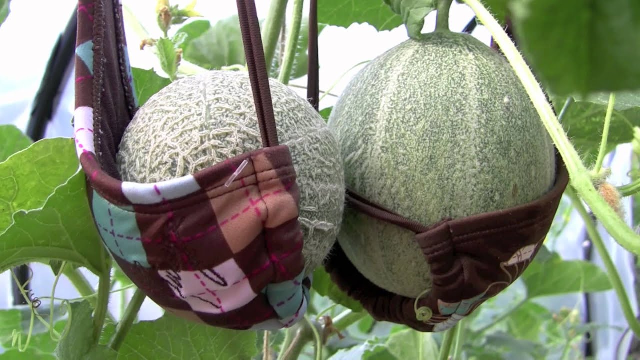 Brassieres Support Cantaloupes YouTube