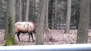 Altai Maral in Distress