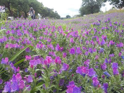 Video: Viper's Bugloss Flower - Dónde y cómo cultivar la planta Viper's Bugloss