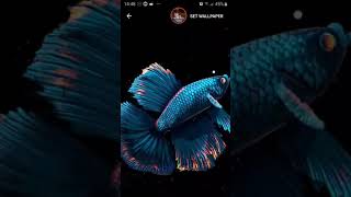 Betta Fish - Virtual aquarium Animated wallpaper for mobile - Alpha Fish  Beta Fish screenshot 2