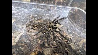 Heterothele gabonensis, Gabon Blue Dwarf Baboon Tarantular pairing