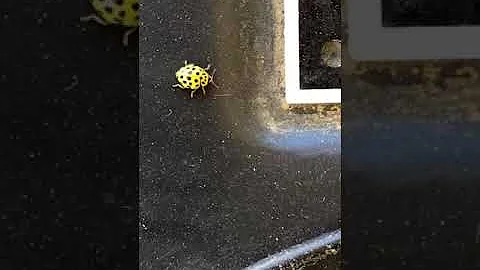 Qual è il significato della coccinella gialla?