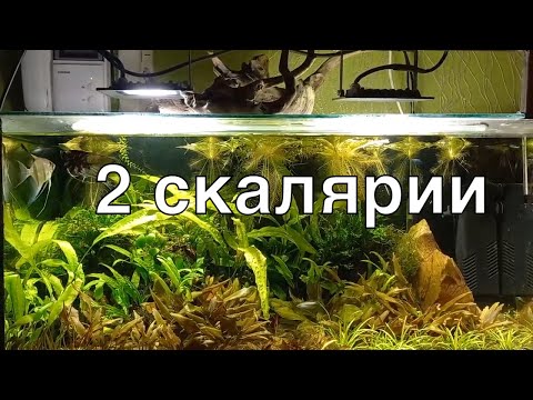 Видео: 2 скалярии в красивом растительном аквариуме в стиле 