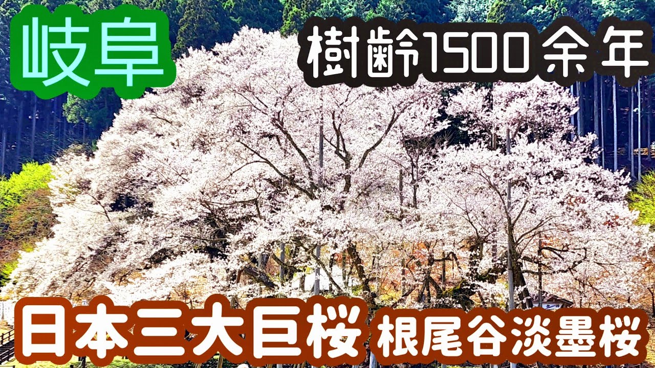 岐阜】樹齢1500余年/日本三大巨桜 根尾谷淡墨桜 - YouTube
