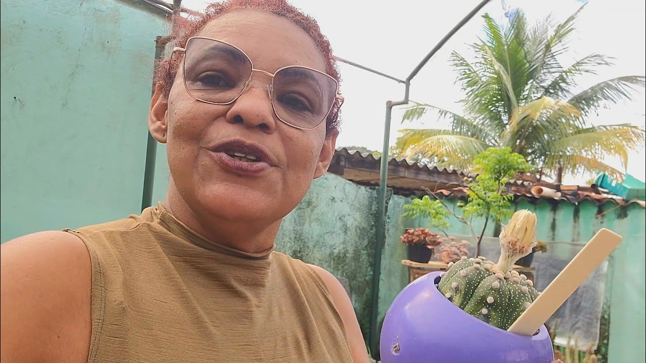 COMO ENXERTAR  CACTO  PACHYPHYTUM. COM RESULTADO PARCIAL