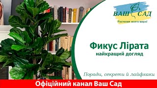 Фікус Лірата: Найкращий догляд, лайфхаки та секрети розмноження! Ваш сад