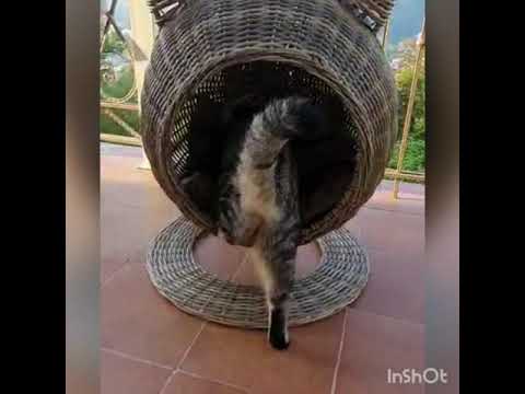 Лежанка для кота