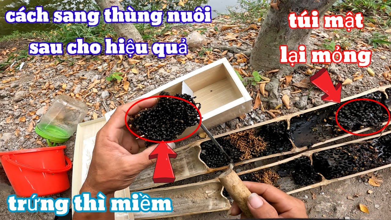 Hướng dẫn kỹ thuật sang thùng nuôi con con ong dú lớn sau cho hiệu quả không bị tình trạng ẩm ướt