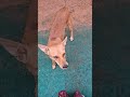 My cute dogs 🐕 😍 💕 💓 ❤️ #minivlog #cutedogs #streetdog