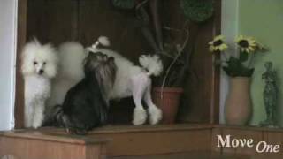 Buying a Puppy: How to Find Reputable Breeders