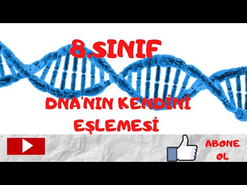 8.SINIF/DNA'NIN EŞLENMESİ