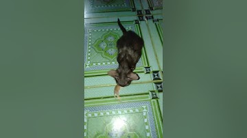 Mèo rình chuột. Và cái kết của chuột