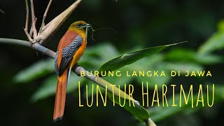 Burung langka di Jawa, Luntur Harimau (orange breasted trogon) yang hanya ada di beberapa hutan Jawa