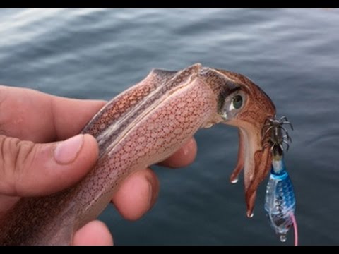 are squids fish are squids fish