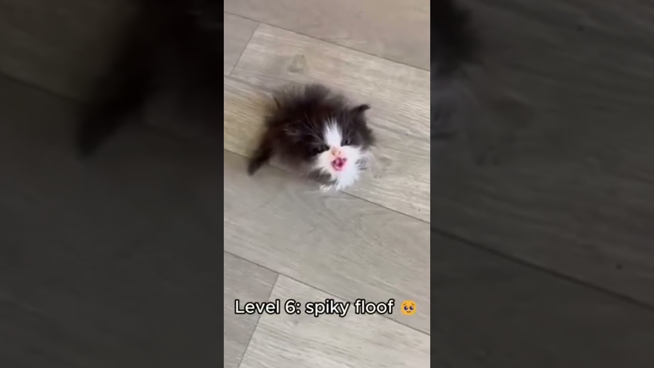 Cats getting fluffier 😍 