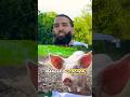 Deux conditions pour manger du cochon  cochon islam