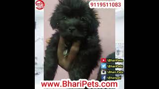 Lhasa Apso Dog Puppies Available Bhari Pets 