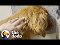 Rescue Dog Was Terrified Of Going Outside Until... | The Dodo Foster Diaries