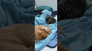 self cleaning cats 😄 by Ultimate Cat Friends (UCF) 388 views 6 days ago 1 minute, 33 seconds