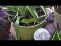 Wild Knight Anole-Anolis equestris lays and covers eggs!
