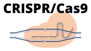 How CRISPR Cas9 works (animation explained in 1 minute)